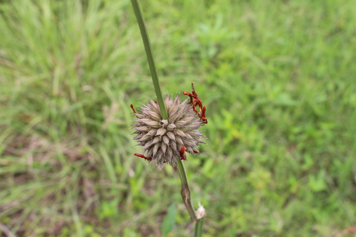 Leonotis nepetifolia (L.) R.Br.